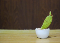 cactus-704107 1280