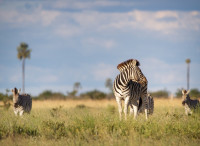 zebra-5516455 1280