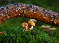 mushrooms-5850099 1280