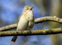 chiffchaff-2392212 1280