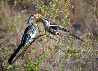 two-birds-1638488 1280