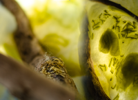 Biotop2 Adelaine Rozinkov foto Eliska Latalova