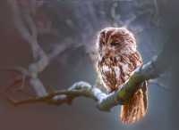 lepale-owl-1834152 1920