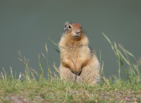 edpapp-ground-squirrel-5831592 1920