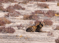 teefarm-hyena-3758336 1920