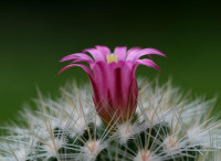 zenaga-cactus-7760970 1280