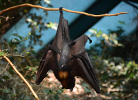 10871402-bat-3884254 1920