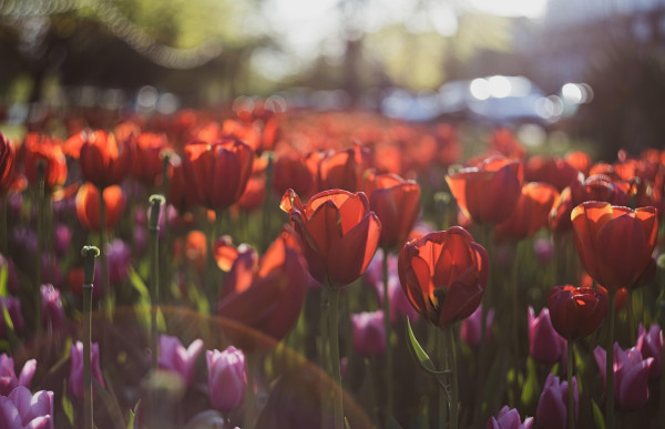 Tulifest 2026