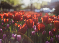 jonpauling-tulips-6233077 1280