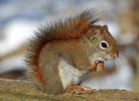 631372-red-squirrel-570936 1280
