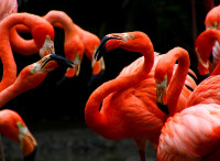like a hartman-flamingos-4240669 1280