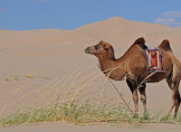 hbieser-mongolia-3046029 1280