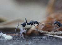 manulrp-ants-1573619 1280