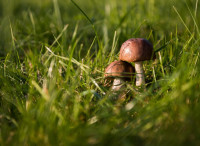 jarmoluk-mushrooms-454172 1280