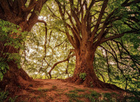 jplenio-forest-3369950 1280